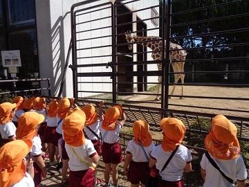 キリンを見ている写真