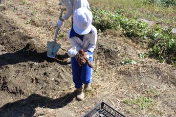 手一杯にさつまいもを抱える児童