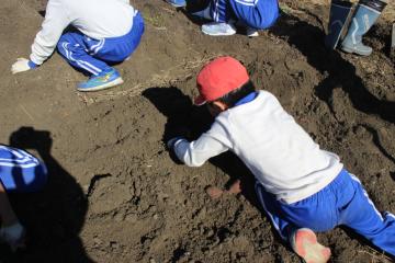 一生懸命掘る児童