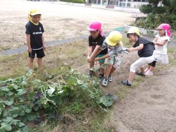 畑で幼児が連なって芋づるを引っ張る様子