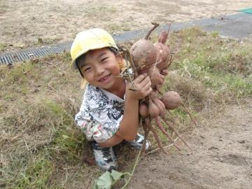 畑で幼児がたくさんのサツマイモをもっている姿