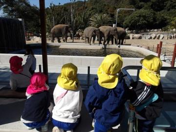 サファリパークで幼児がゾウを眺める様子