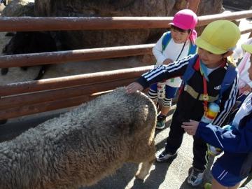 園内で幼児がヒツジをなでる姿