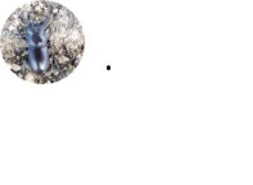 コクワガタの写真