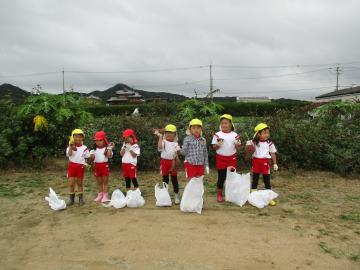 大きなサツマイモを掘った様子