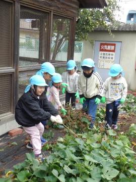 園児がサツマイモ掘りをしているところ