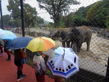 園児がゾウを見ているところ