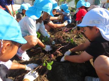 園児がサツマイモ掘りをしている様子