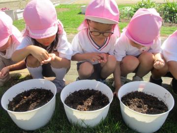 園庭でホウレンソウの種まきをする園児たちの様子