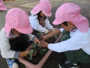 園庭でプランターに3人でイチゴの苗を植える園児たちの様子