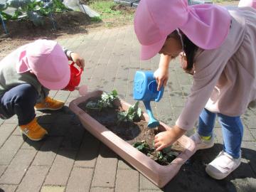 園庭でイチゴの苗に水をやる園児たちの様子