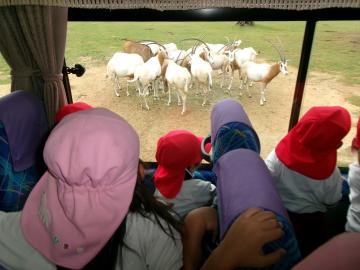 3歳児と5歳児がバスでサファリをみているところ