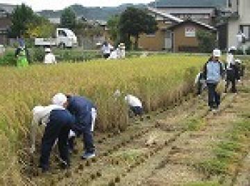 稲を刈っている様子