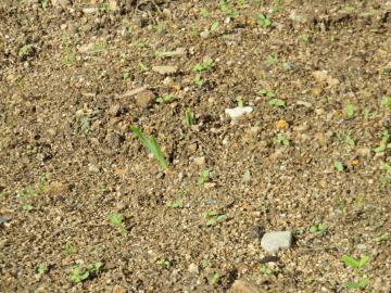 花壇にはすでに何かの芽がでています。