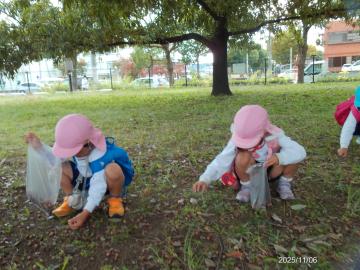 公園内でしゃがんでどんぐりを拾い袋へ入れていく園児たちの様子
