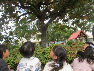 柿の木を見上げて観察する園児たちの様子