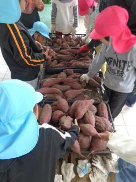 収穫したたくさんのサツマイモに触れる園児たちの様子