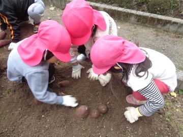 土からサツマイモを収穫する園児たちの様子
