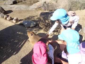 セントラルパーク内でカピパラと触れあう園児たちの様子