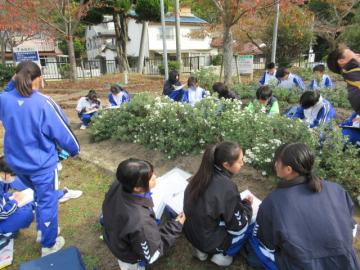 のじぎくをスケッチ