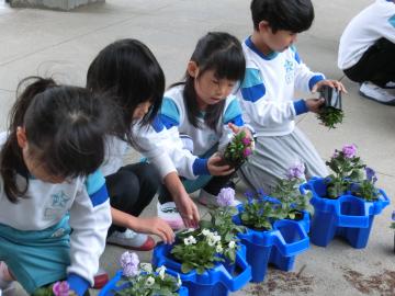 花の苗を植木鉢に植える児童