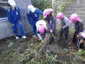 さつまいものつるを引っ張っている様子