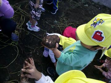 さつまいもが出てきた様子