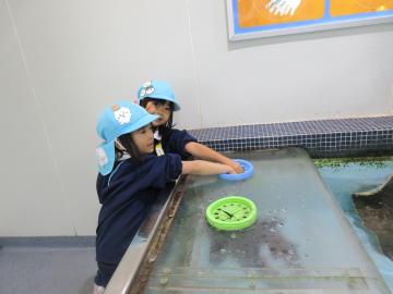 タッチプールでエイを触ったよ