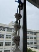 教室のテルテル坊主