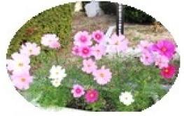 大輪のコスモスが咲いたよ