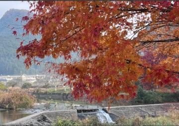 紅葉景色から望む校舎