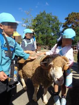 動物とのふれあいのコーナーで園児が羊に触っている