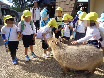 動物との触れ合いコーナーで園児がカピバラを見たり触ったりしている
