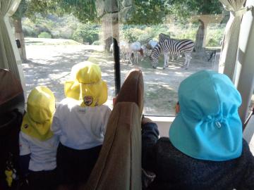 セントラルパークのドライブスルーサファリでバスの中からシマウマを見ている