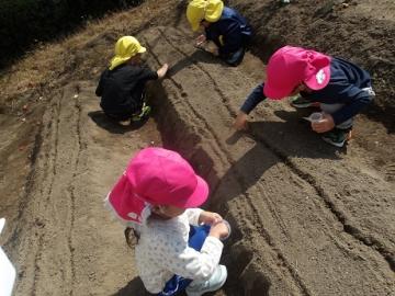 幼児が冬野菜の種をまく様子