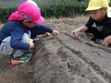 幼児が真剣な表情で種をまく様子