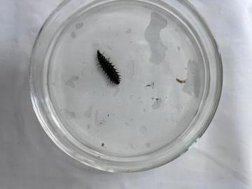 2センチほどあるホタルの幼虫