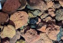 ホタルの幼虫がカワニナを食べている様子