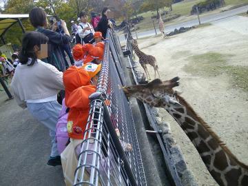 キリンが大接近している様子