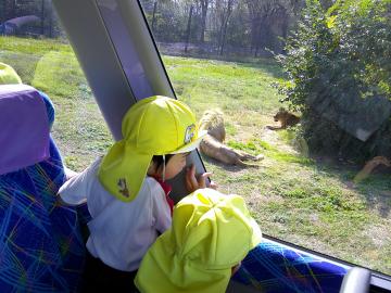 バスの中からライオンを発見している様子