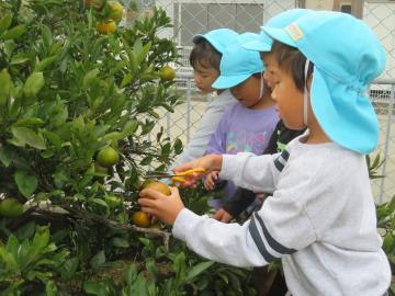 園児がミカンを収穫している様子