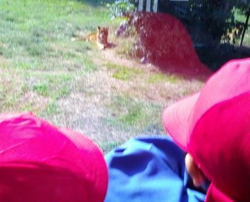 園内でバスの中からトラを見ている園児たちの様子