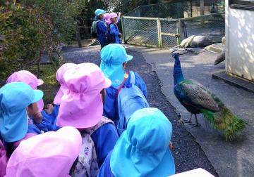 園内でクジャクを見ている園児たちの様子