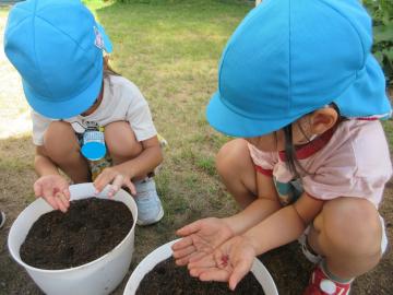 植木鉢に種を植えている様子