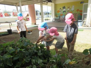 サツマイモの蔓を引っ張っている様子