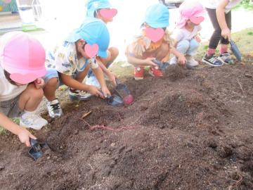 土を掘ってサツマイモを探している様子