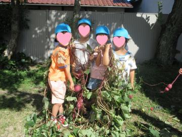 5歳児がサツマイモを持っている様子