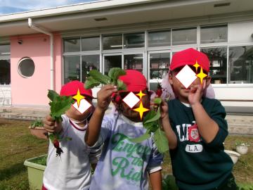 3歳児がハツカダイコンを収穫しているところ