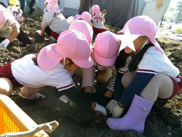5歳児が協力して芋堀りをしているところ