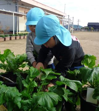 園児たちが畑でカブを収穫する様子